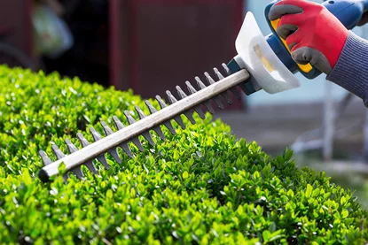 hedge trimming