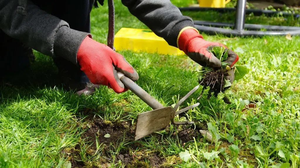 Garden prep for spring time