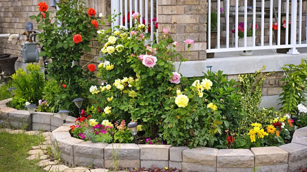 Roses