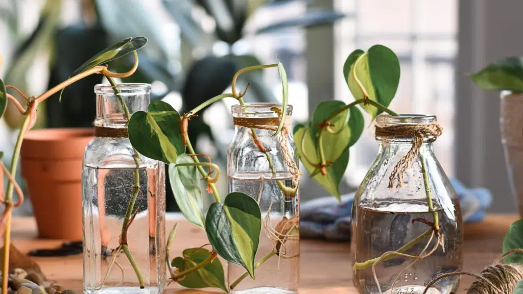 Growing plants from cuttings