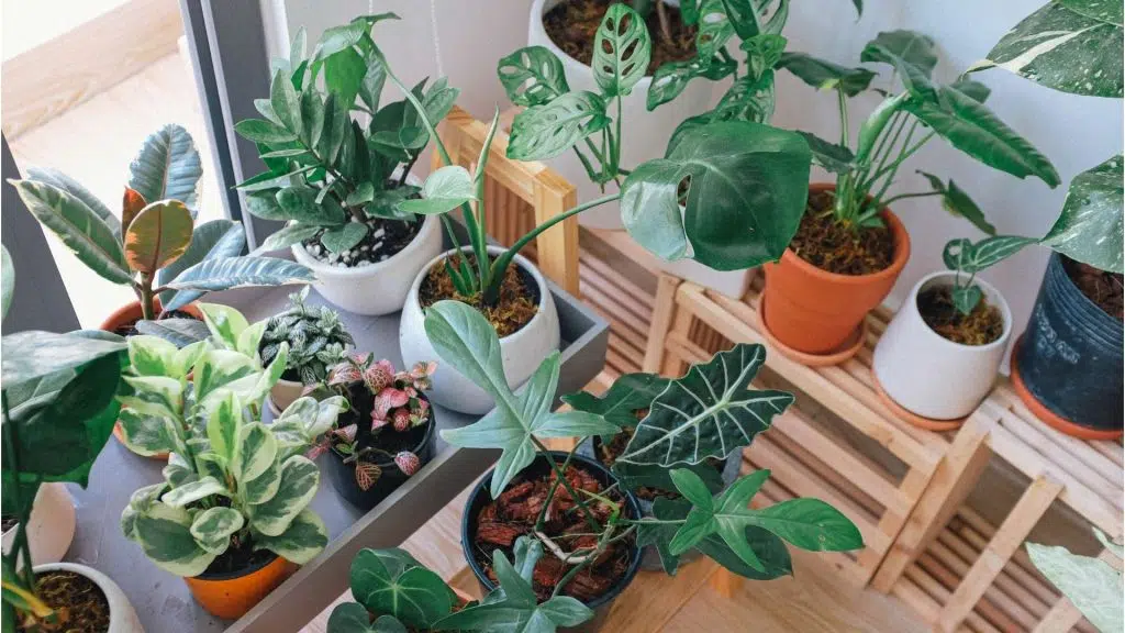 Indoor plants