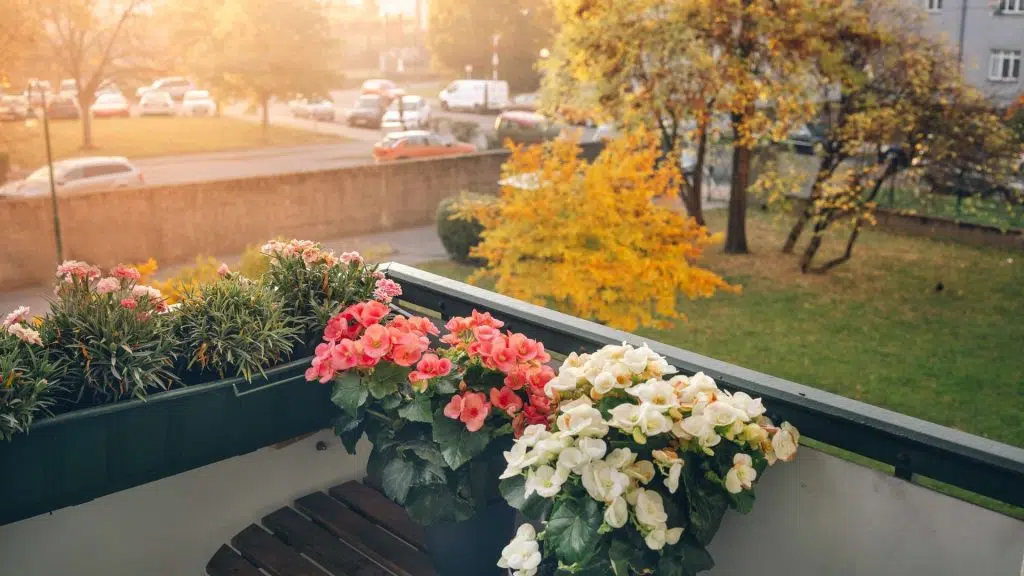 balcony gardening tips