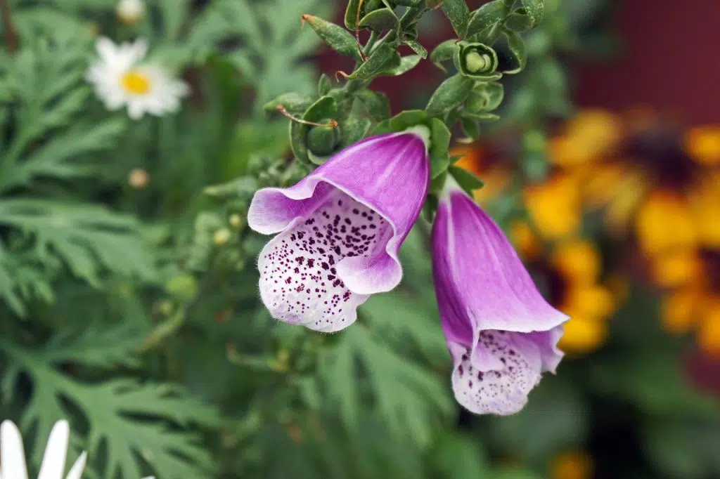 pink foxgloves, flower, foxglove-1368477.jpg